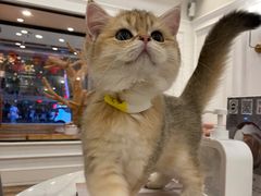 -袖虎·猫馆(体育西路店)