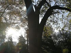 -洛阳市牡丹公园
