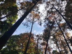-凤栖山