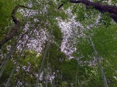 -上海佘山国家森林公园天马山园