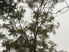 -成都南湖公园