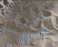 -恐龙探索乐园(磁器口店)