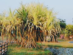 -中国科学院西双版纳热带植物园