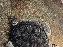 -大连圣亚海洋世界