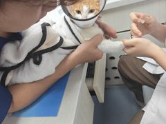 -博特宠物医院24h犬猫全科.骨科·异宠