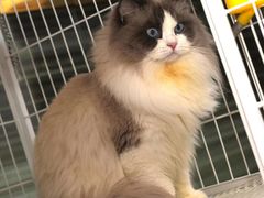 -Bastet sally猫舍购宠(静安店)