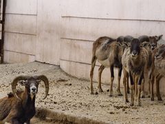 -青藏高原野生动物园