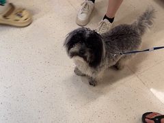 -帕帕拉兹宠物(亚洲旗舰店)