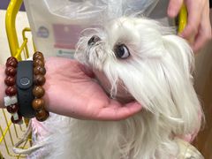 -帕帕拉兹宠物(亚洲旗舰店)