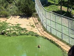 -西霞口神雕山野生动物世界