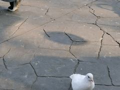 -南湖梦幻岛