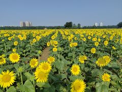 -汉长安城未央宫国家考古遗址公园