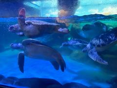 -海合安成都极地海洋公园