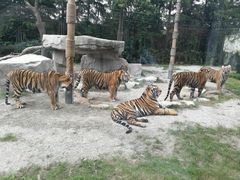 -上海野生动物园老虎餐厅