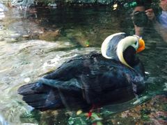 -西雅图水族馆