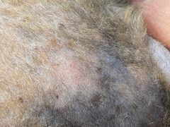 -达爱动物医院·犬猫分区·CT·复杂眼科(远洋山水分院)