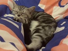 -lincat·猫舍(广州店)