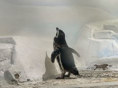 -上海海洋水族馆