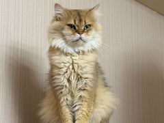 -唐小姐の私宠·宠物洗护美容·撸猫馆·购宠(周浦万达旗舰店)