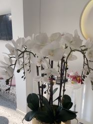-苗方清颜痘肌研究所