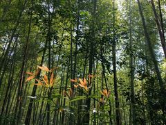 -鸡枕山
