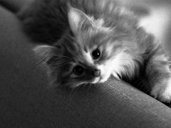-平行世界·猫咖(首经贸店)