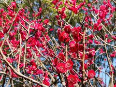 -红梅公园