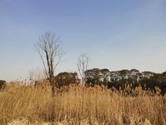 -同里国家湿地公园