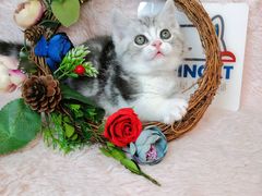 -十年猫舍·猫咪专门店(普陀店)