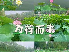-莲花池公园