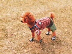 -田园东方蜜桃村的田野营地