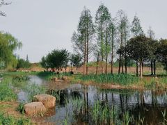 -长田漾湿地公园