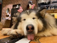 -more than meow吴止猫主题餐厅(承德 中船汇店)