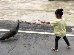 -贵州森林野生动物园