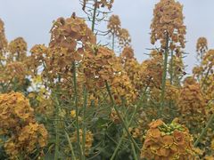 -中国天府农业博览园