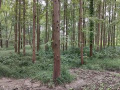 -东平国家森林公园