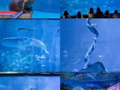 -烟台海昌鲸鲨海洋公园