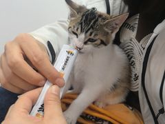 -北京观赏动物医院·24小时大型综合·猫专科·异宠专科