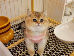 -喵zoo家庭繁育猫舍(尖东智能花园店)