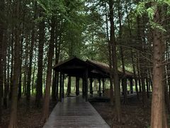 -溱湖国家湿地公园