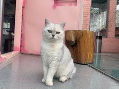 -喵屿·大理花园猫咖