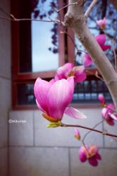 -北京大学第一医院妇产儿童医院