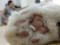 -李小姐の猫咖啡馆(五角场店)