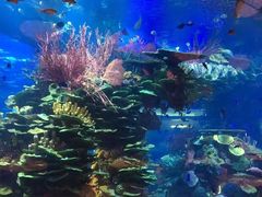 -迪拜帆船酒店海底餐厅