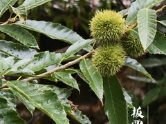 -乌石村