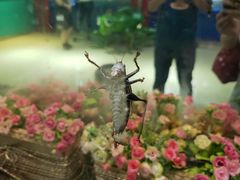 -上海昆虫博物馆