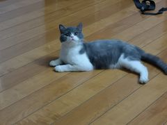 -纳吉亚猫专科动物医院博雅分院