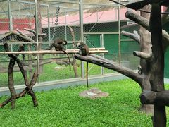 -深圳野生动物园