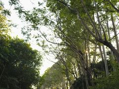 -东莞植物园