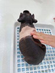 -Moni星球萌宠·小马宝莉·灵蛇·高端高阶全萌宠互动体验俱乐部(红豆国际广场店)